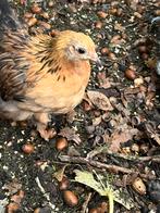 Cochin kriel kuikens – zacht, lief en handtam-, Dieren en Toebehoren, Meerdere dieren, Kip