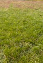 Gezocht landbouwgrond grasland weidegang perceel land, Dieren en Toebehoren, Stalling en Weidegang, Weidegang