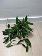 Hoya Gracillis, Overige soorten, Minder dan 100 cm, Halfschaduw, Verzenden