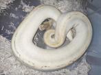 Python regius - Koningspython - Pastel Black Head Champagne, Slang