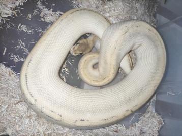 Python regius - Koningspython - Pastel Black Head Champagne beschikbaar voor biedingen