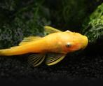 Ancistrus Lemon Blue Eyes Kort Vin, Dieren en Toebehoren, Vissen | Aquariumvissen, Vis, Zoetwatervis, Schoolvis