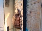Water schilpad, 0 tot 2 jaar