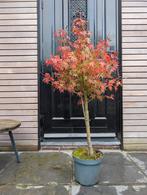 Acer Japanse Esdoorn op stam 100cm, Tuin en Terras, Planten | Bomen, Ophalen, Bloeit niet, Halfschaduw, Overige soorten