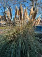 Pampa’s pluimen te koop, Ophalen, Overige soorten, Volle zon