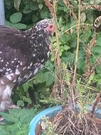 Orpington groot duo, Dieren en Toebehoren, Pluimvee, Meerdere dieren, Kip