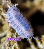 Nesodillo arcangelii Purple Ghost isopods / pissebedden, Dieren en Toebehoren, Overige soorten