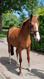 Te koop: fokmerrie met super afstamming, Dieren en Toebehoren, Paarden, Merrie, Springpaard, Gechipt, 11 jaar of ouder