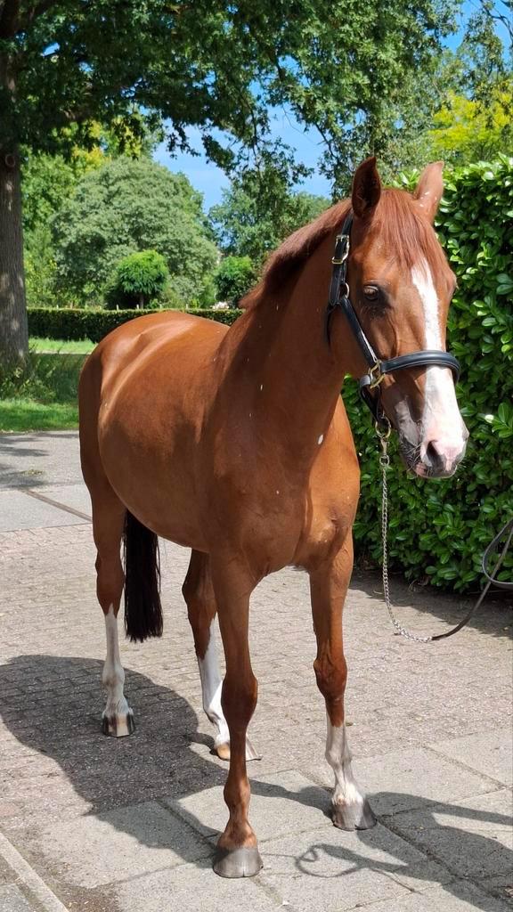 Te koop: fokmerrie met super afstamming, Dieren en Toebehoren, Paarden, Merrie, 165 tot 170 cm, 11 jaar of ouder, Springpaard