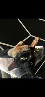 Mila zoekt huis, Dieren en Toebehoren, Poes