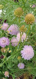 Prachtige mix Scabiosa zaden, Tuin en Terras, Ophalen of Verzenden, Voorjaar, Volle zon, Zaad