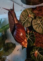 Grote agaatslak baby's, Dieren en Toebehoren, Overige Dieren, Augustus, Meerdere dieren