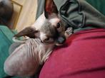 Sphynx 3 jaar, Poes, Gechipt