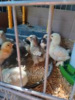 Cochin kriel kuikens, krul en glad., Dieren en Toebehoren, Pluimvee, Meerdere dieren, Kip
