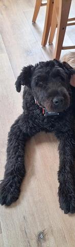 Bouvier 1 jaar oud teefje, Dieren en Toebehoren, Ophalen of Verzenden