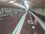 Voer en waterleiding kippen, Dieren en Toebehoren, Meerdere dieren, Kip