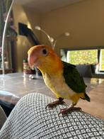 tamme roestkop caique, pop, nog 1 beschikbaar, Dieren en Toebehoren, Vrouwelijk, Papegaai, Geringd