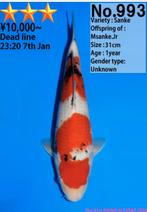 Tosai Dainichi Sanke, Dieren en Toebehoren, Karper of Koi