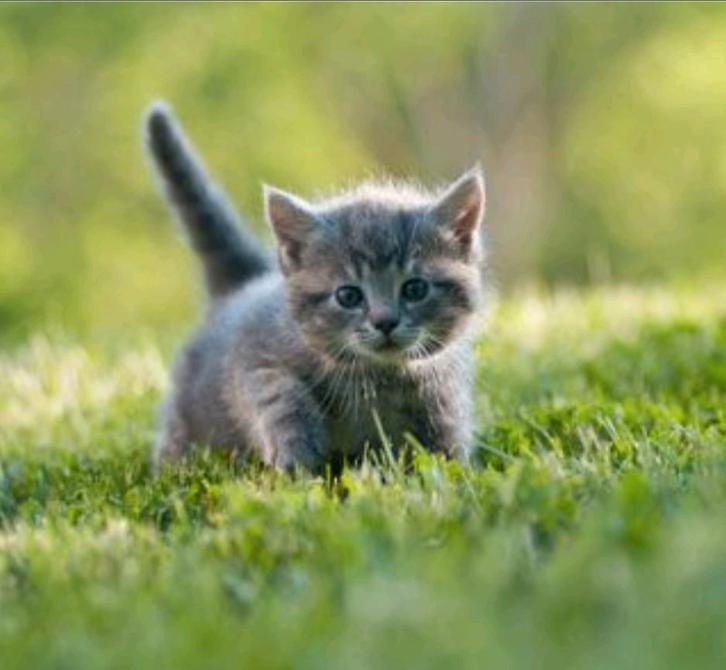 Dierenoppas Hoofddorp, Dieren en Toebehoren, Knaagdieren en Konijnen | Toebehoren, Overige typen, Ophalen