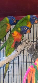 lurie van de blauwe brug, Dieren en Toebehoren