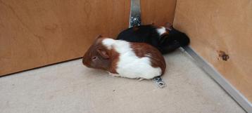 Cavia's beschikbaar voor biedingen