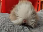 Meerdere teddydwerg voedsters te koop, Dieren en Toebehoren, Meerdere dieren, Dwerg, 0 tot 2 jaar