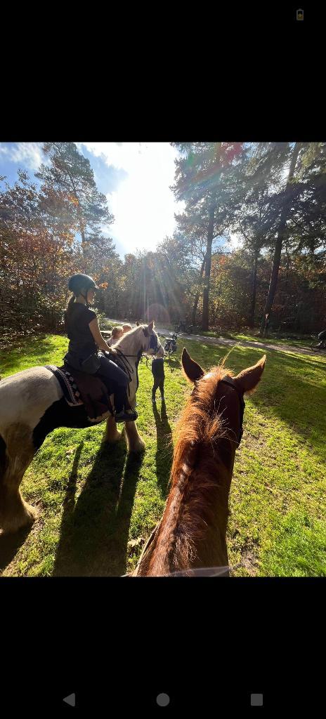 Bijrijder/verzorger gezocht omgeving Breda, Dieren en Toebehoren, Paarden en Pony's | Overige Paardenspullen, Overige soorten