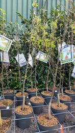 Fruitbomen laagstam vanaf €10, Tuin en Terras, Lente, Appelboom, Volle zon, Ophalen