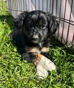 Prachtige Kooiker/Markiesje/Labrador pups!, Dieren en Toebehoren, Nederland, Overige rassen, 8 tot 15 weken, CDV (hondenziekte)