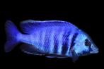 Malawi Cichliden: Placidochromis electra, Dieren en Toebehoren, Vissen | Aquariumvissen, Vis, Zoetwatervis