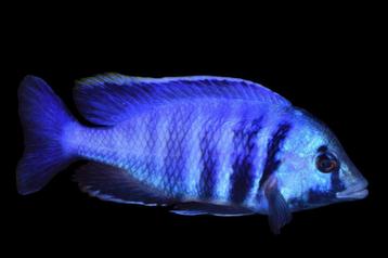 Malawi Cichliden: Placidochromis electra beschikbaar voor biedingen
