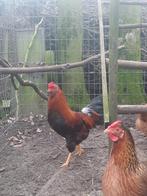 Araucana haan, Dieren en Toebehoren, Pluimvee