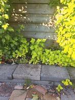 hibiscus stekjes, Ophalen, Overige soorten, Struik, Minder dan 100 cm