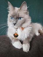 Ragdoll (fok)poes Blue Mink Mitted – getest, Poes, Gechipt, 3 tot 5 jaar