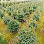 Kerstbomen Omorika / Nordman / Fraseri. / Nordmann, Ophalen, Overige soorten, Volle zon