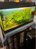 Prachtig aquarium, Dieren en Toebehoren, Vissen | Aquaria en Toebehoren, Ophalen of Verzenden, Zo goed als nieuw, Gevuld zoetwateraquarium