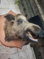 Koo van een wild zwijn, Verzamelen, Dierenverzamelingen, Ophalen of Verzenden