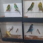 grasparkieten, Dieren en Toebehoren, Meerdere dieren, Parkiet, Geringd
