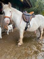 barefoot cheyenne veelzijdigheidszadel boomloos, Ophalen of Verzenden, Zo goed als nieuw
