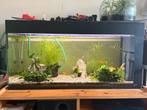 Aqarium, Dieren en Toebehoren, Vissen | Aquaria en Toebehoren, Ophalen, Gebruikt, Gevuld zoetwateraquarium