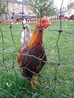 Wyandotte Kriel haantje Goudpatrijs, Dieren en Toebehoren, Mannelijk, Kip