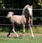 Welsh A hengstveulen, Dieren en Toebehoren, Pony's, Hengst, 0 tot 2 jaar