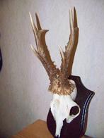 ree gewei  gewei uit Mollegarden schijnbaar Zweden, Ophalen of Verzenden, Zo goed als nieuw, Hert, Gewei of Kop