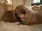 Bearface Pomeranian / dwergkees, Dieren en Toebehoren, Honden | Poolhonden, Keeshonden en Oertypen, Overige rassen, CDV (hondenziekte)