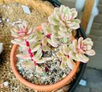 Sedum Joyce Tulloch Variegated, Ophalen of Verzenden, Vetplant, Halfschaduw, Minder dan 100 cm