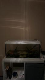 Aquarium, Ophalen of Verzenden, Zo goed als nieuw, Gevuld zoetwateraquarium