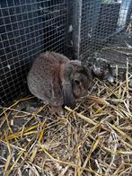 Lieve tamme konijnen, Dieren en Toebehoren, Konijnen