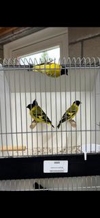 Zwartkopsijzen, Dieren en Toebehoren, Vogels | Overige Vogels, Meerdere dieren