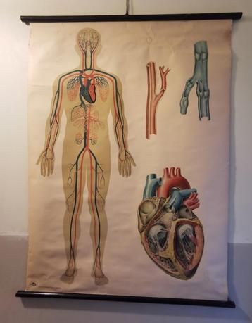 Deutsches Hygiene Museum Dresden Antieke Poster beschikbaar voor biedingen