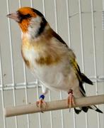 Majoor putter, Dieren en Toebehoren, Vogels | Overige Vogels, Mannelijk, Wildzangvogel, Geringd